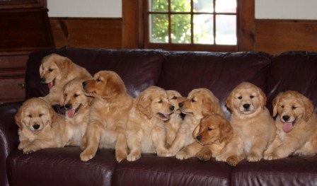 Ma golden hot sale retriever breeders